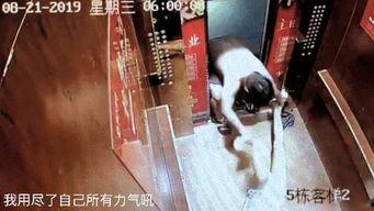 最新爆料家暴男子事件视频,男子行径令人发指  第1张